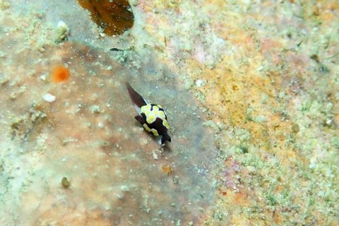 トンプソンアワツブガイ