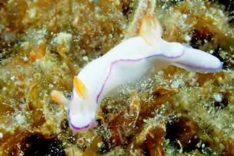 トルンナ・ダニエラエ