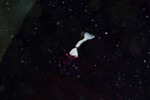 ウミウシカクレエビ