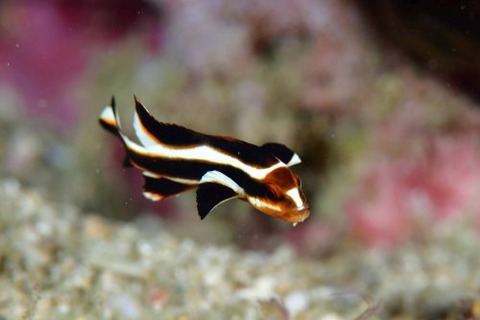 ヒレグロコショウダイ