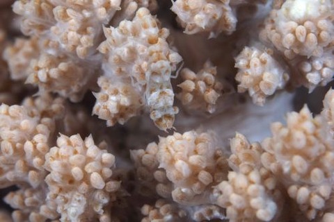 マルミカクレモエビ