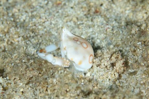 コブシガニ科の1種