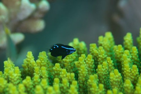 アツクチスズメダイ