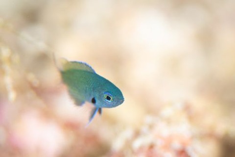 ニセモンツキスズメダイ