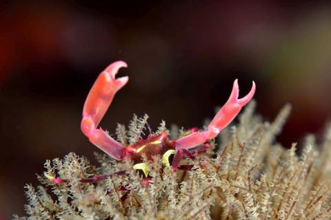 ホシベニサンゴガニ