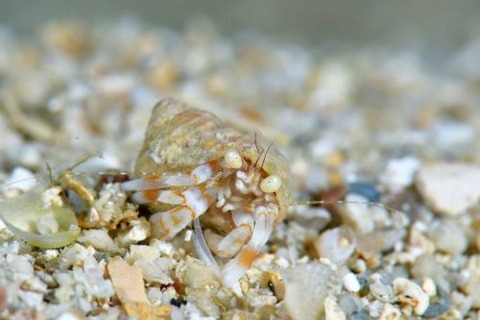 イケロパグルス属の1種