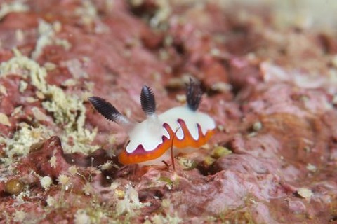 フジナミウミウシ