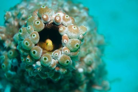 ナカモトイロワケハゼ