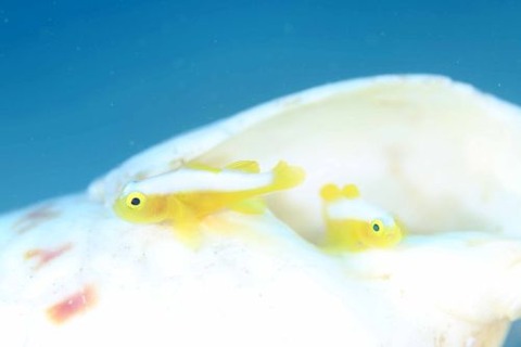 ナカモトイロワケハゼ