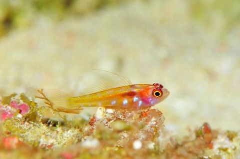 カタボシニシキベニハゼ