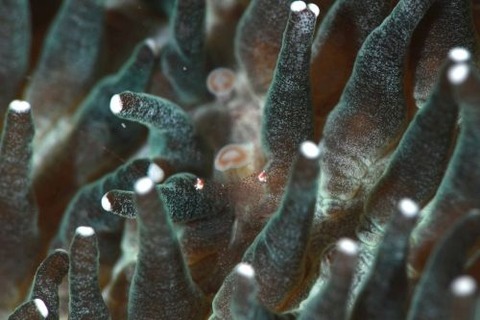 ハモポントニア・フンジコーラ