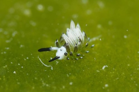 ウサギモウミウシ