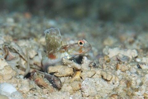 オニハゼ属の1種