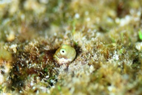 シシマイギンポ