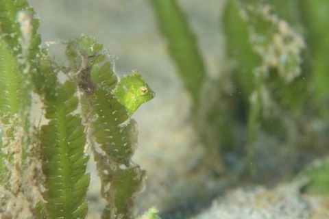 セダカカワハギ