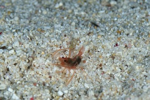 スベスベオトヒメエビ属の1種