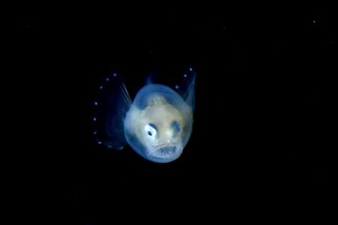 刺激的な水中生物