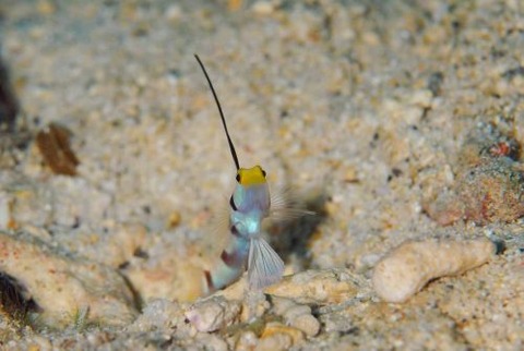 ヒレナガネジリンボウ