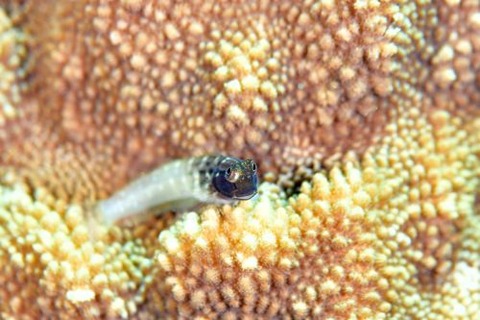 イシガキカエルウオ