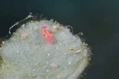 ジュッテンイロウミウシ