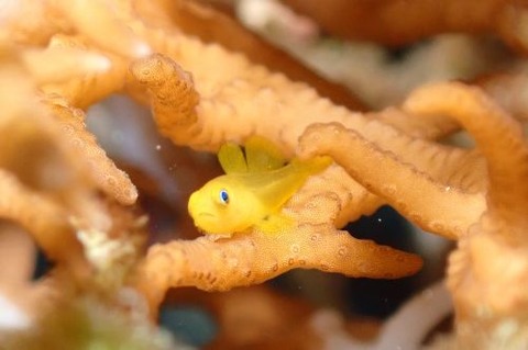 アカネダルマハゼ