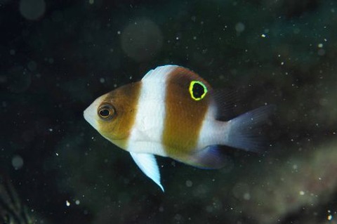 ダンダラスズメダイ