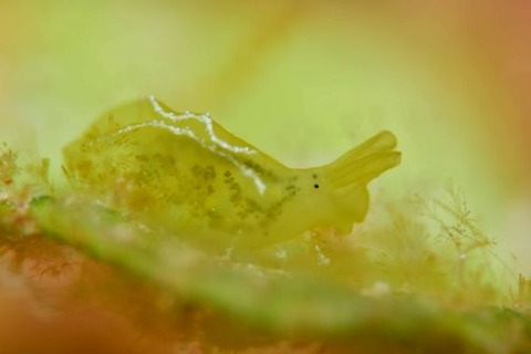 オトメミドリガイ