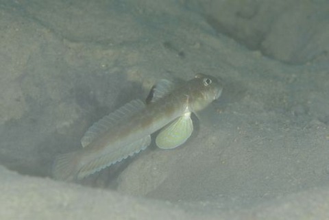 ゼータサルハゼ