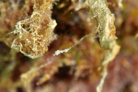 キオネミクティス・ルメンガニィ