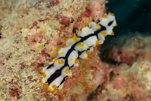 クロエリナマコ