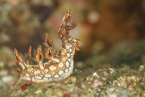 ヒオドシユビウミウシ