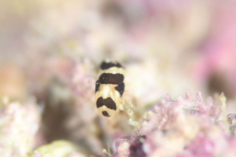 モンガラキセワタ