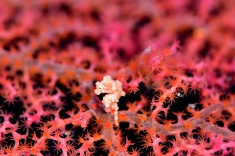 Hippocampus bargibanti