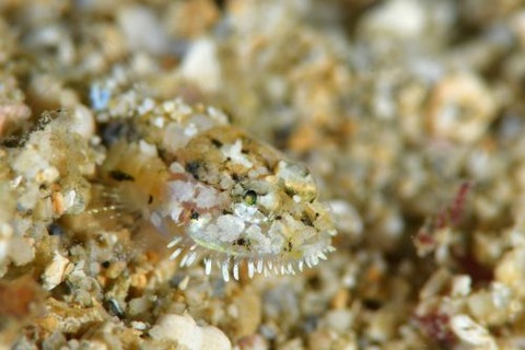 ヒゲモジャハゼ