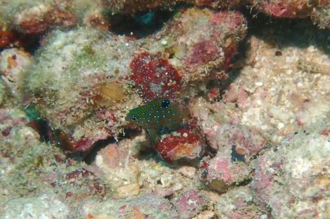 ルリホシスズメダイ