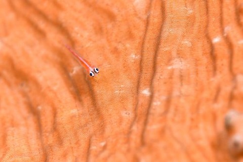 アカスジウミタケハゼ