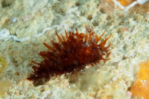 マドレラ・フェルギノーサ