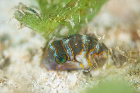 ハナキンチャクフグ