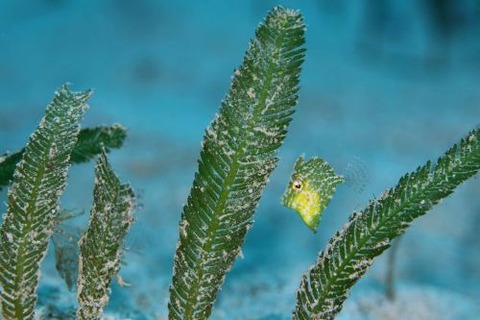 セダカカワハギ