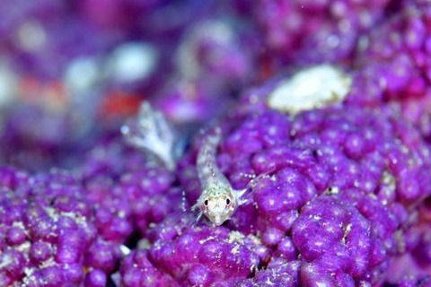 ヘビギンポ科の1種