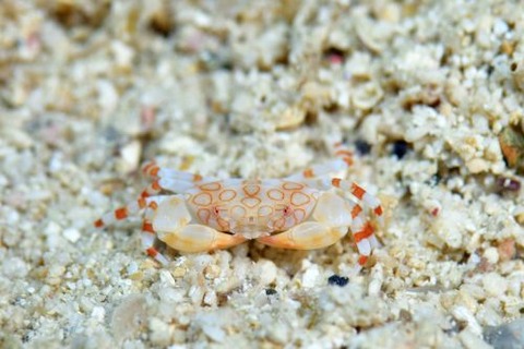 オウギガニ科の1種