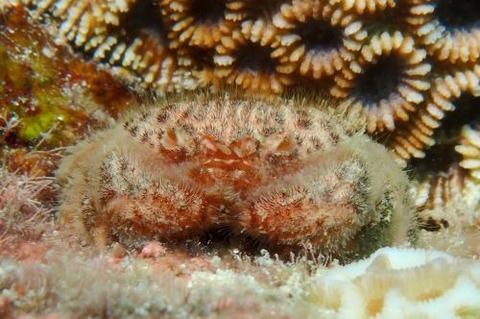 オウギガニ科の1種