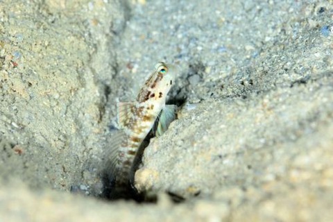 フタホシタカノハハゼ