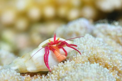 クレナイゼブラヤドカリ