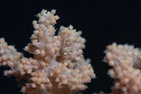 マルミカクレモエビ