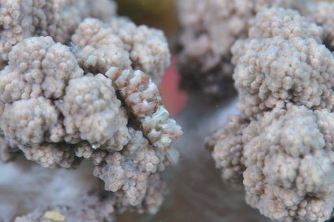 イソバナカクレエビ