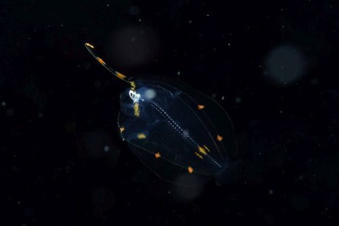 刺激的な水中生物
