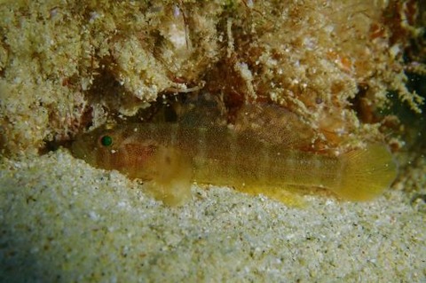 コベンケイハゼ