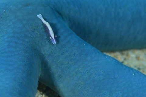 ヒトデヤドリエビ