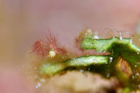 フィコカリス・シムランス